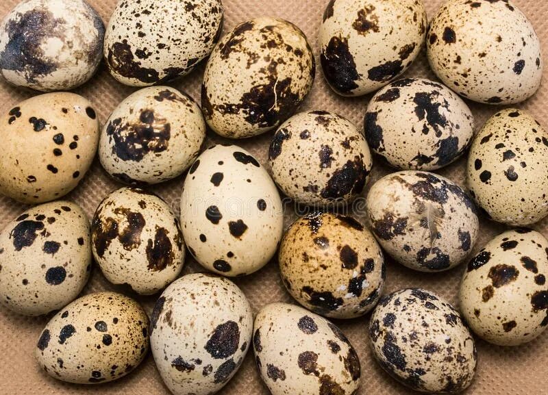 Пестрые яйца. Пятнистые яйца. Пятнистые яйца птиц. Маленькие пятнистые яйца.