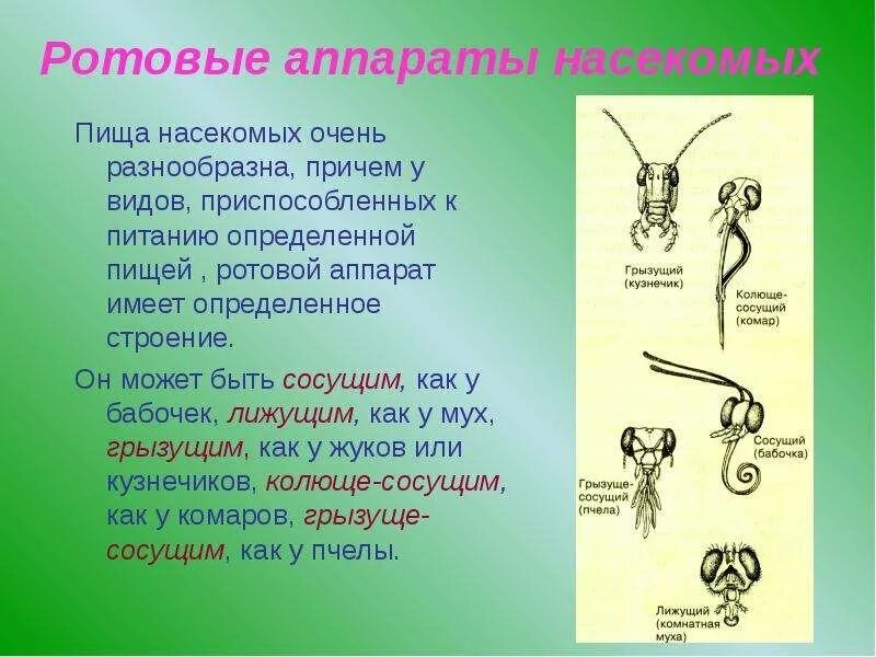 Какие типы ротовых аппаратов характерны для насекомых. Типы ротовых аппаратов насекомых. ротовые аппаратынасекуомых. строение ротового аппарата насекомых. ротовой аппараты у наскекомых.