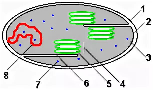 Деление хлоропласта. Схема строения хлоропласта. Внутреннее строение хлоропласта. Строение хлоропласта рисунок ЕГЭ. Внутреннее строение хлоропласта на рисунке.