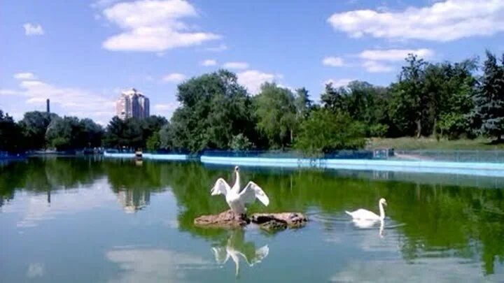 Лебеди голуби львы ежи ерши. Парк с голубями. Лебеди на голубом озере КБР. Голуби в парке. Голуби парк Эстетика.