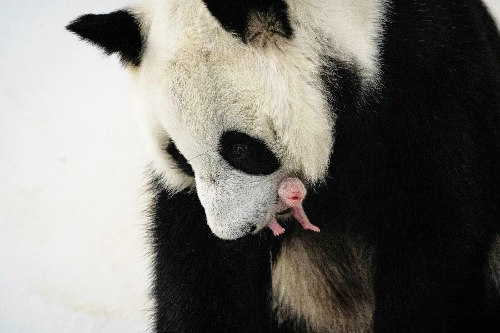 Сколько панд в московском зоопарке. Панда в Московском зоопарке 2023. Панда жуи в Московском зоопарке. Панда с детёнышем. Панда в Московском зоопарке.