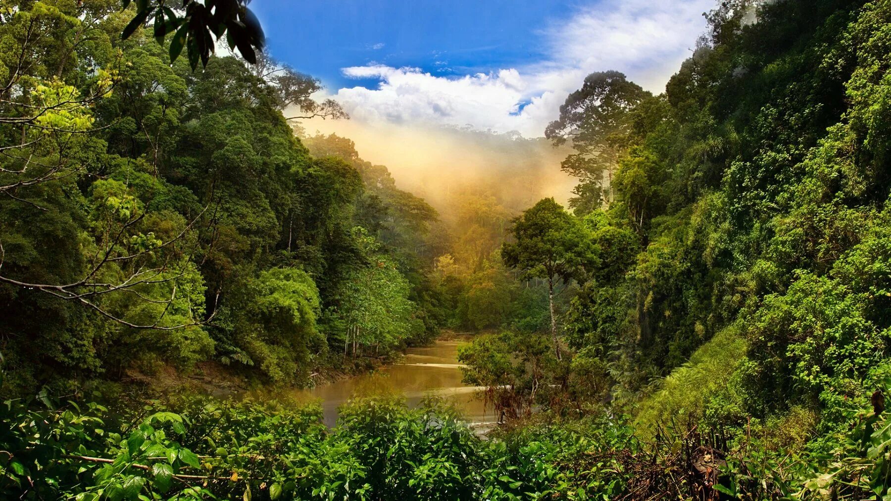 Национальный парк Монтеверде (Коста-Рика). Тропические леса Ацинананы. Тайга джунгли Сельва. Тропические леса центральной Африки.