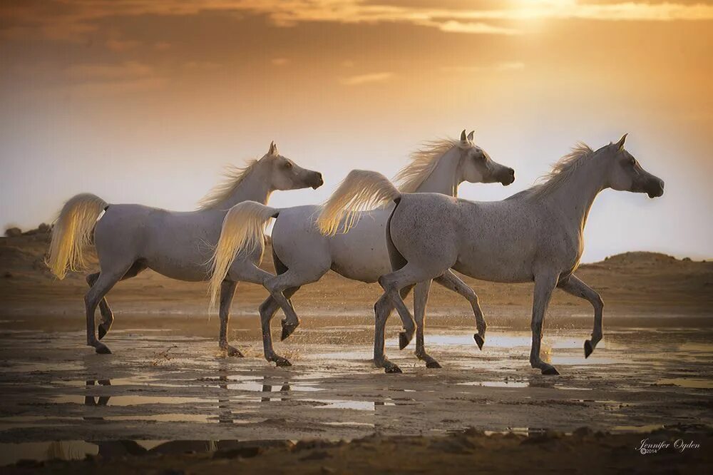 Horses are beautiful. Табун арабских скакунов. Белая лошадь. Арабская лошадь. Табун белых лошадей.