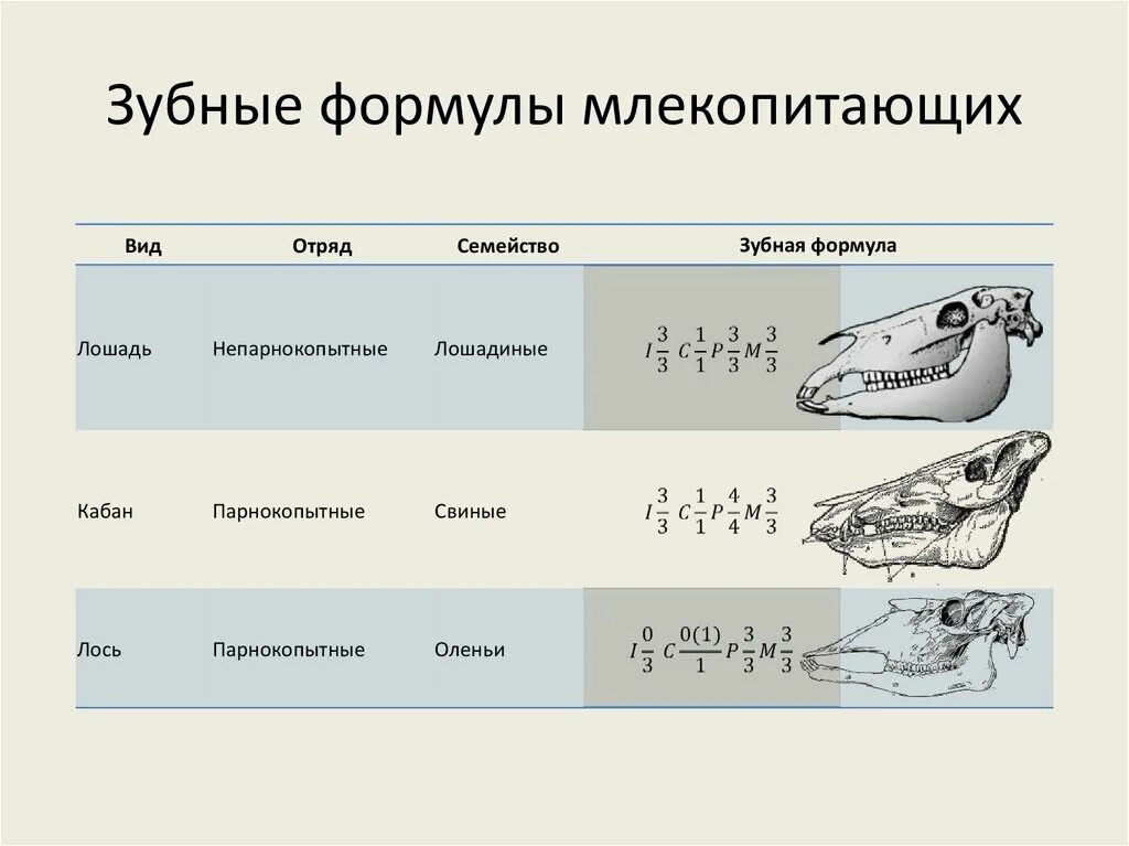 Отряд парнокопытные зубная формула. Зубная формула позвоночных таблица. Зубная формула однопроходных млекопитающих. Формула зубов отрядов млекопитающих. Дифференциация зубов млекопитающих