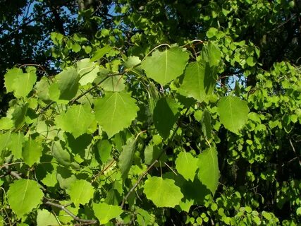 Осины кусты