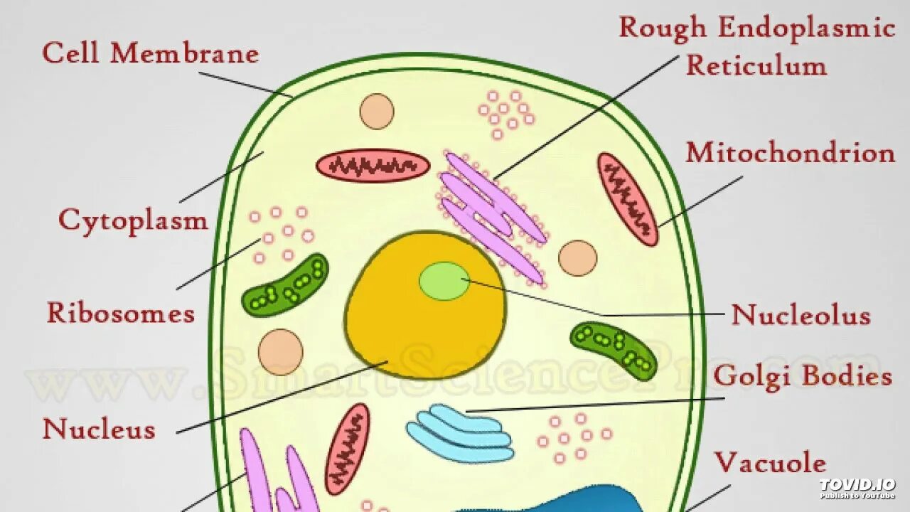 Cell in programming. Plant cell. cell structure. animal cell. animal cell in light microscope.