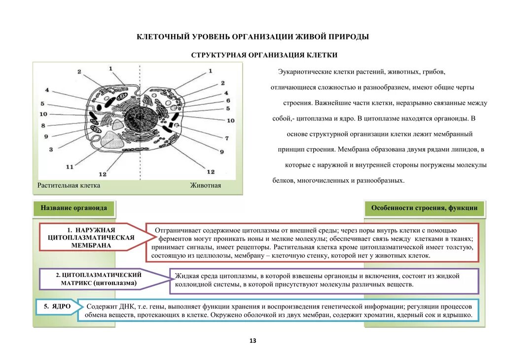 Организация строения клеток. Клеточный уровень организации живого. Уровни организации живого схема. Уровни организации живой клетки. Клеточный уровень организации живой природы.