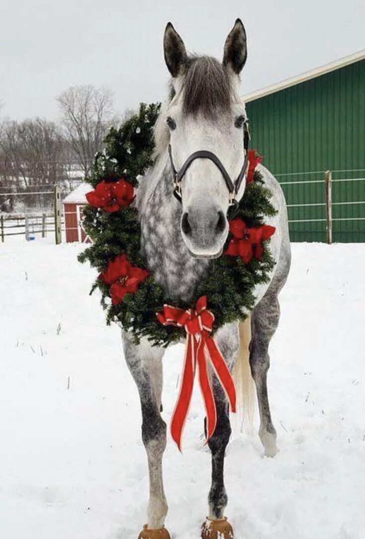 Лошадь новый год. Christmas horse. Christmas horse. Новогодняя лошадь. Украшения для лошадей.