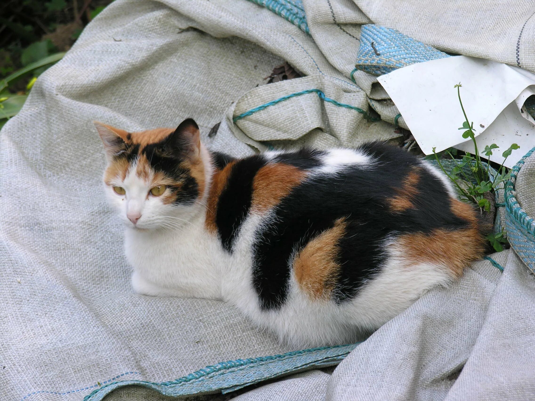 Какие котята родятся у трехцветной кошки. Трехцветные кошки Калико. Трёхцветная кошка Арлекин. Окрас Калико у кошек. Calico кошка.