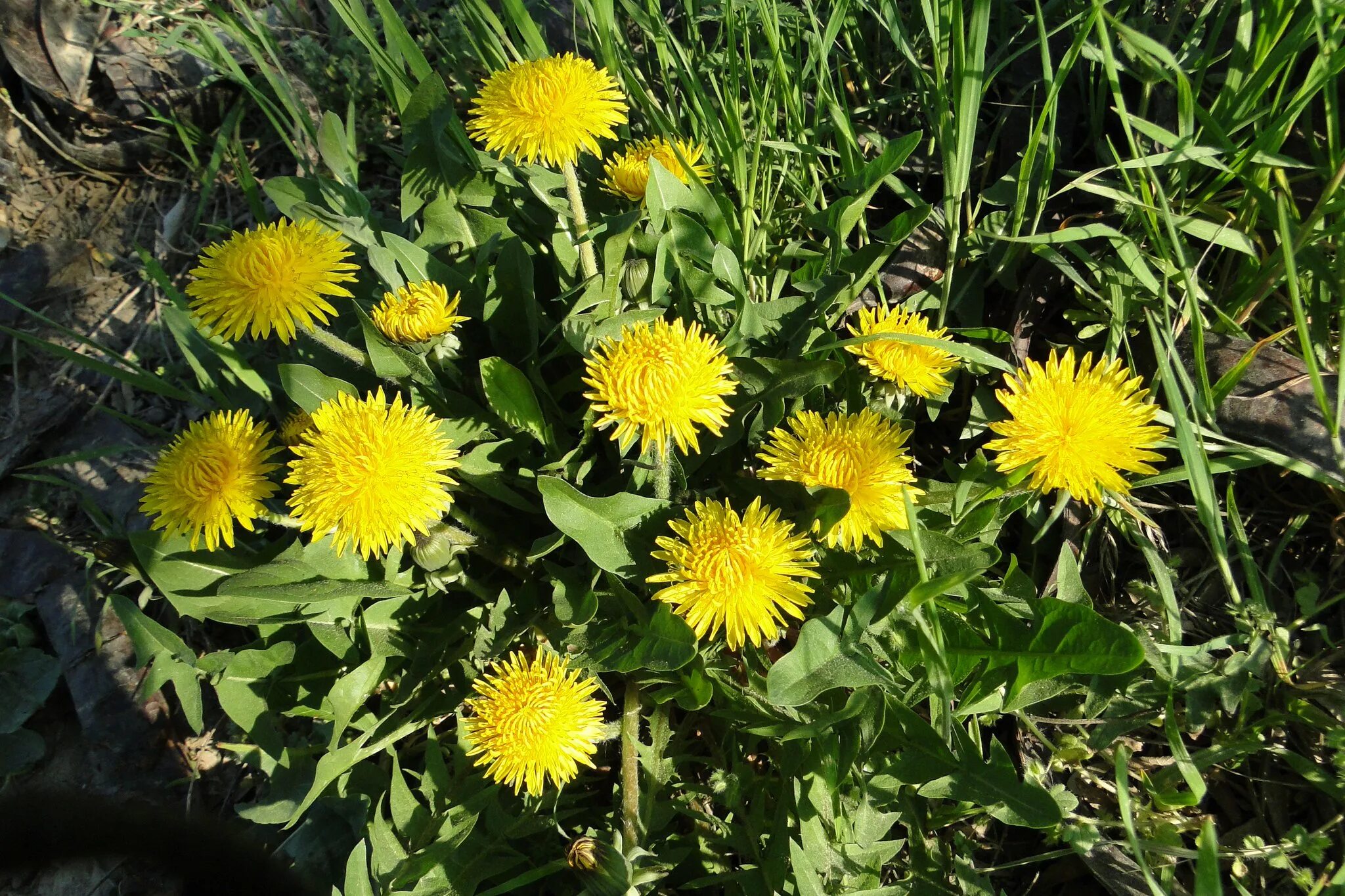 Taraxacum officinalis. Одуванчик лекарственный семейство. Тузганак. Taraxacum officinale l. Одуванчик лекарственный род