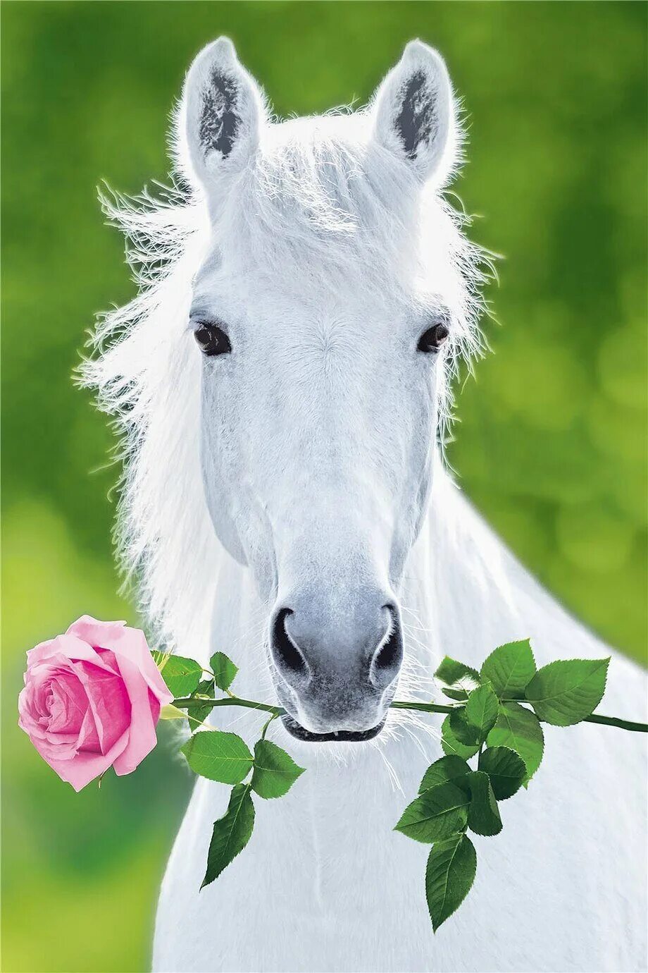 Лошадка открытки. Белая лошадь. Лошадь с цветочками. Красивые лошадки. Красивая белая лошадь.