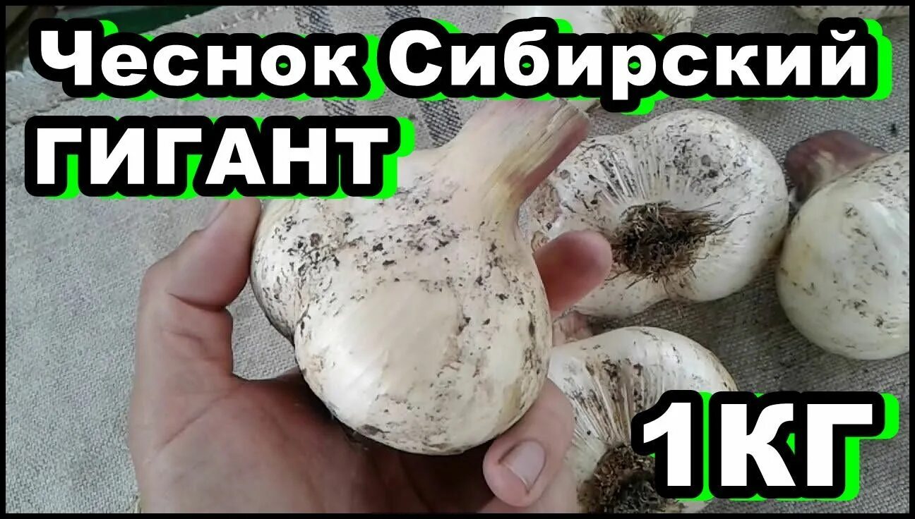 Чеснок описание eCookie.ru