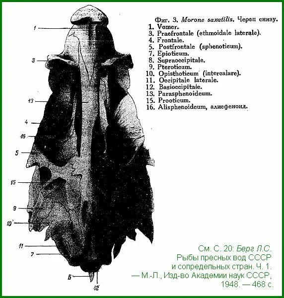 строение скелета речного окуня. есть ли у рыб шея. морской конек единственное животное. строение туловищных позвонков окуня. внутреннее строение окуня схема.