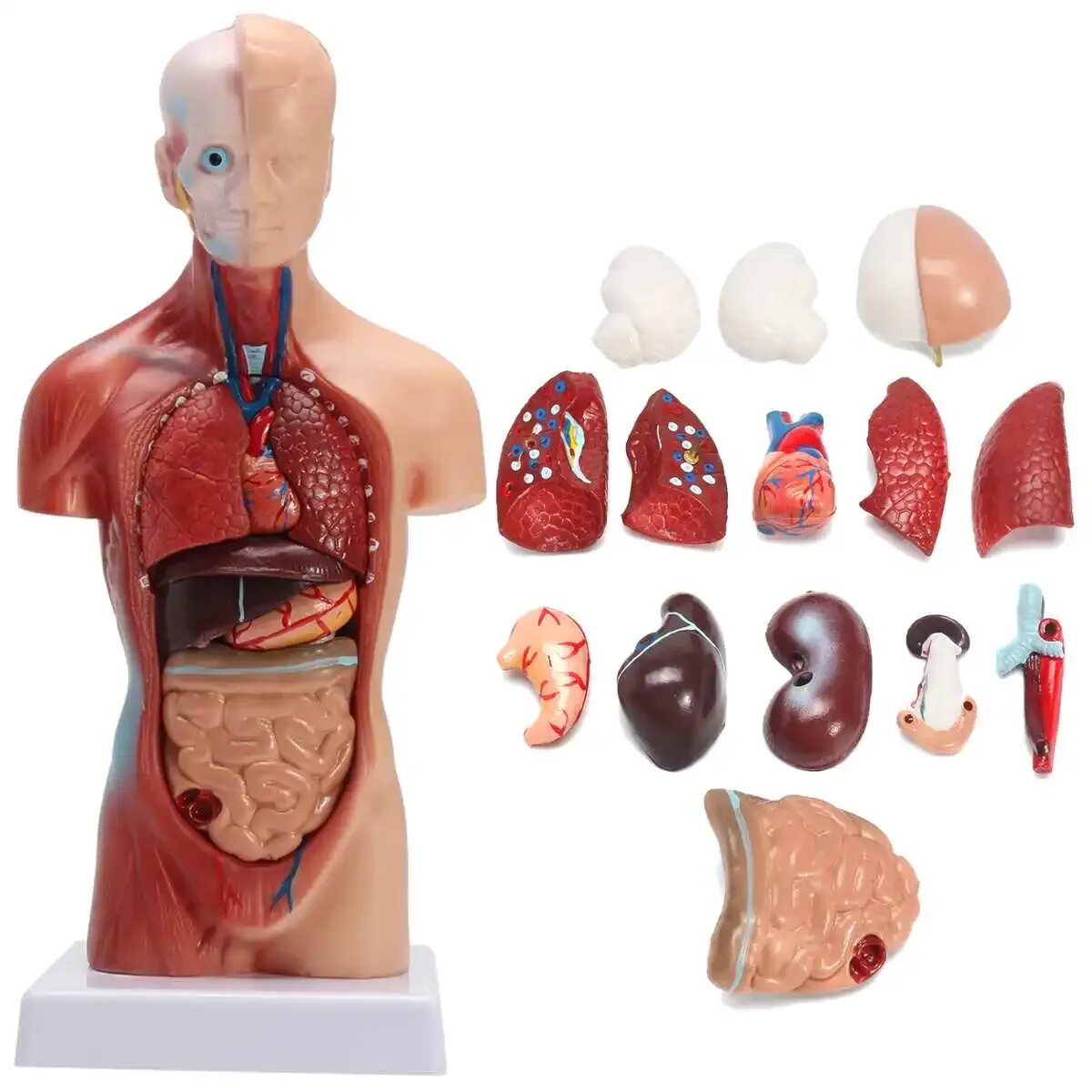Organ купить. Анатомическая модель торса человека. Анатомическая модель 3dсапина. Муляж внутренних органов человека. Макет человеческого тела.