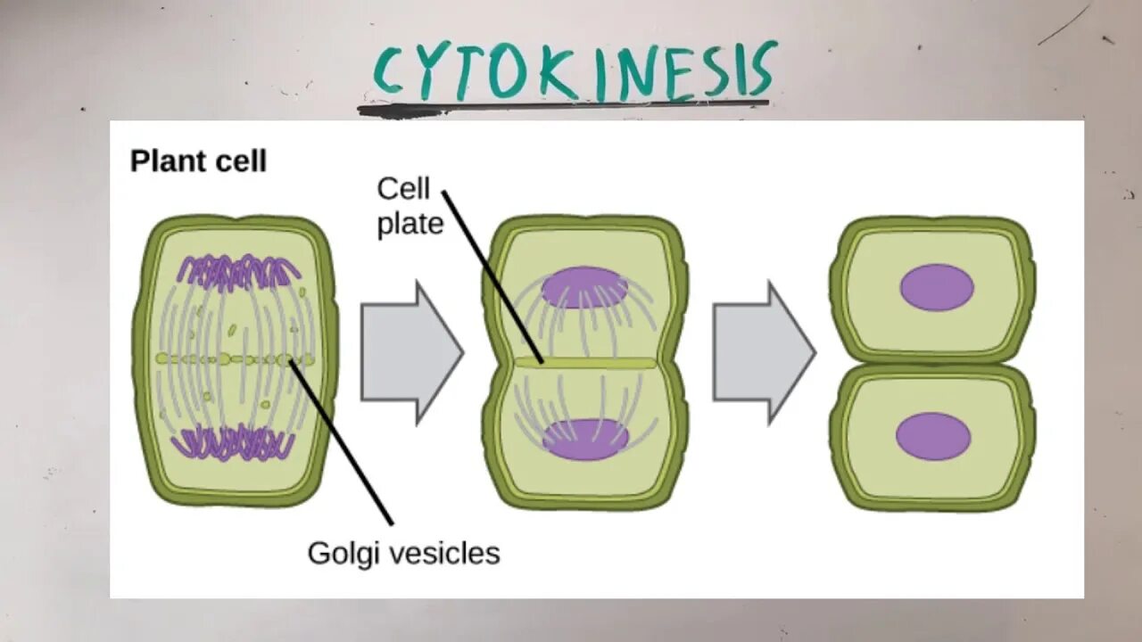 Mitosis in Plant and animal Cells. Деление клетки анимация. Деление клетки Мем. Айфон деление клетки. Аппарат деления клетки