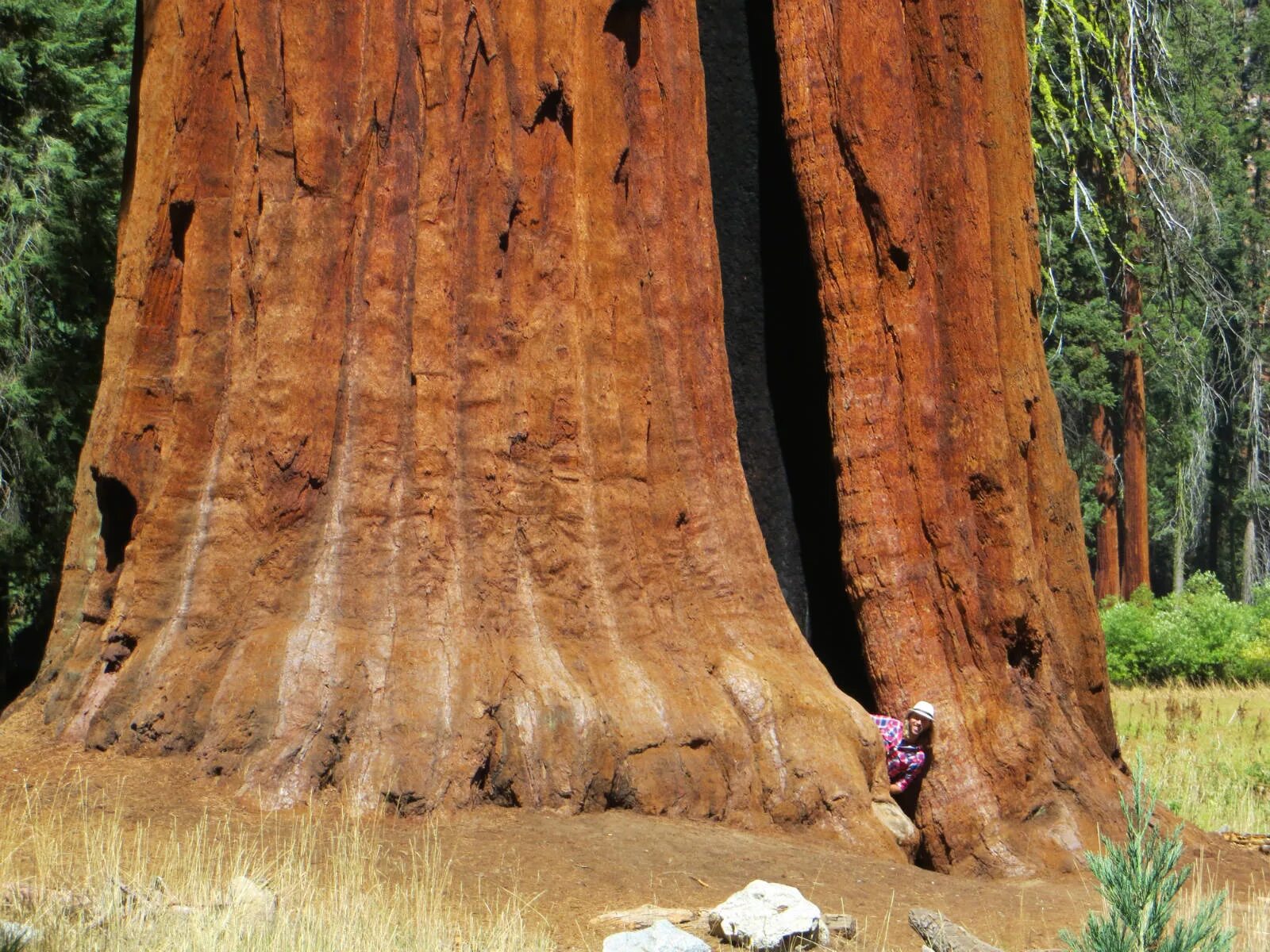 Секвойядендрон гигантский Мамонтово дерево. Секвойя Мамонтово дерево. Калифорнийская Секвойя Гиперион. Тсеквое дерево.