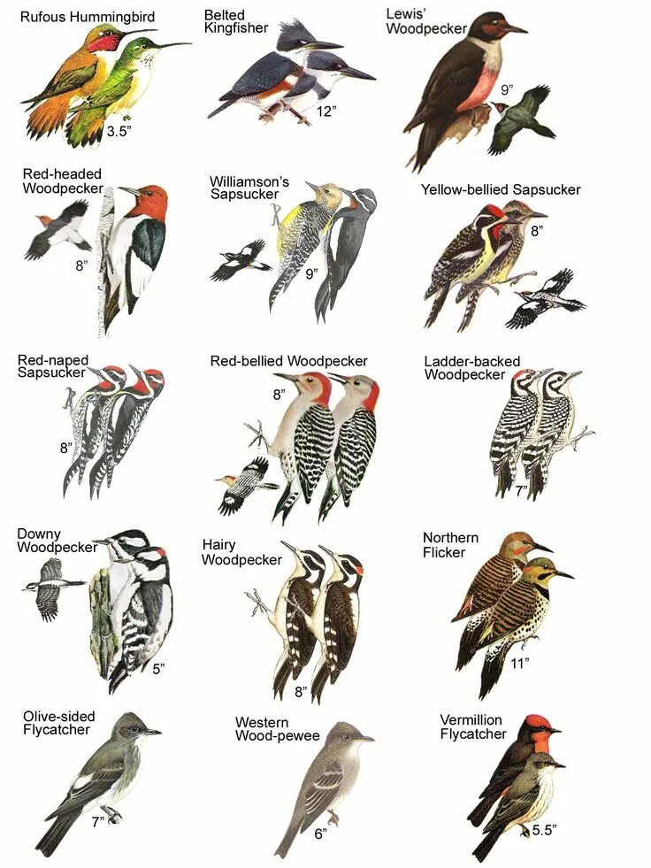 Виды птиц. Боевые и красивые птицы виды. Красивые виды птиц и их названия. Виды птиц на английском.