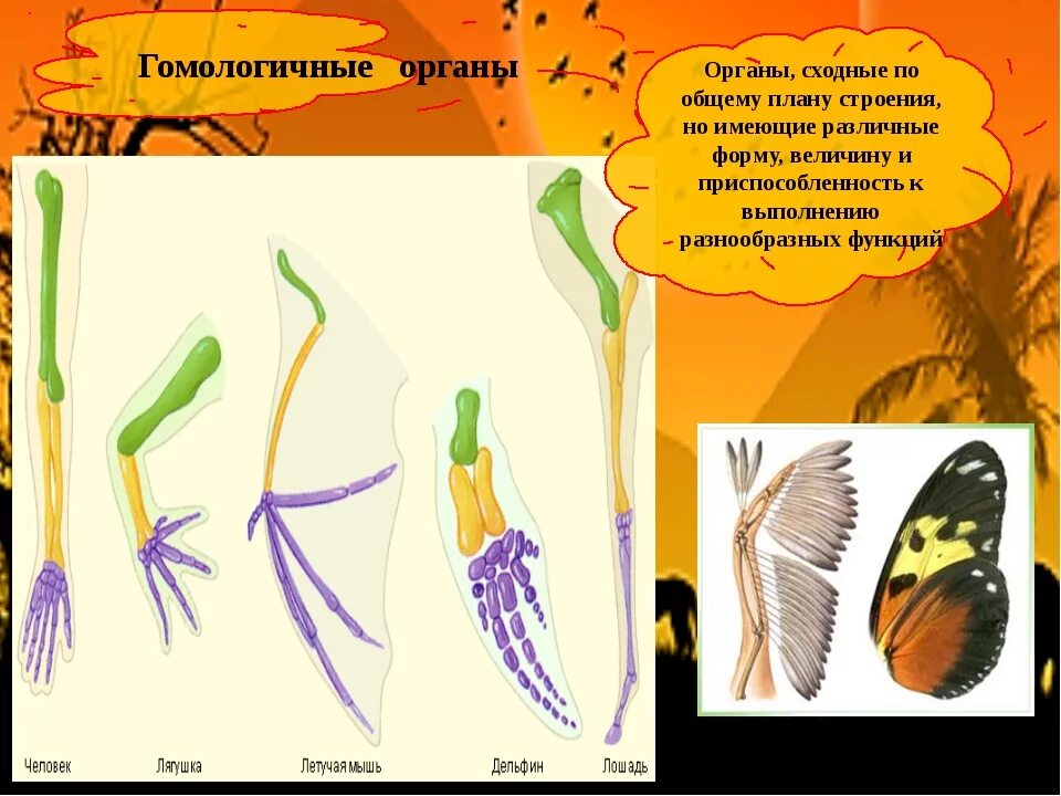 Сходные по строению функциям и происхождению. Гомологичные органы. Гомологичные и аналогичные органы. Гомологичные органы примеры. Гомологичные органы растений.