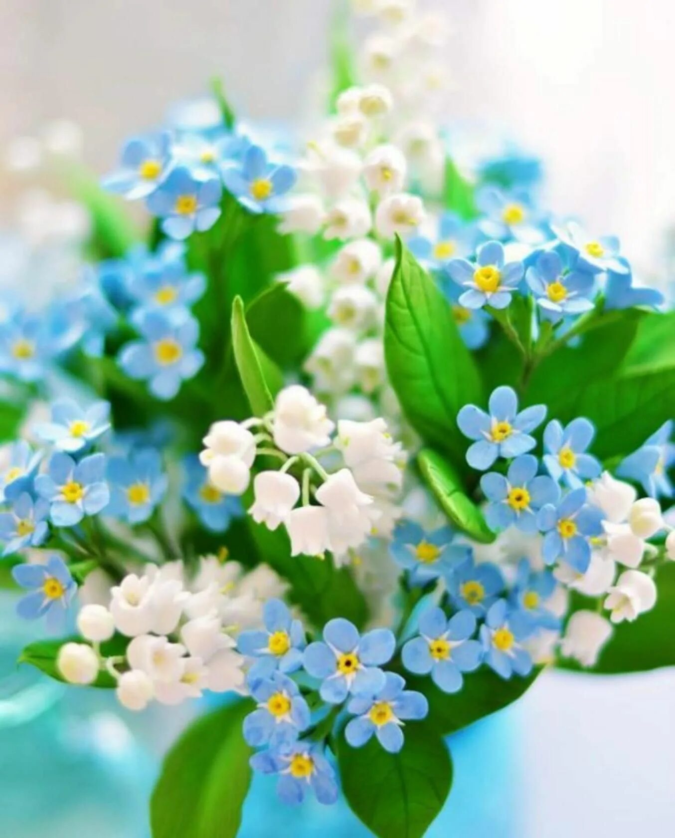 Незабудка myosotis myomark. Открытки с незабудками. Фиалка незабудка. Незабудка альпийская. Гипсофила голубая.