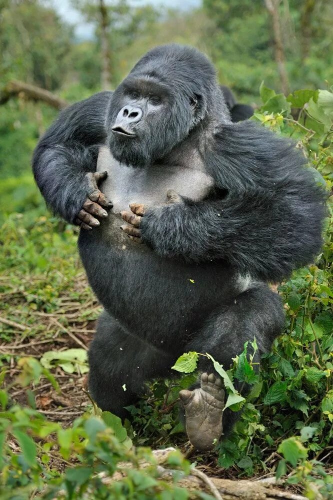 Pin by Noodles on Majestic Animals Mountain gorilla, Gorilla, Silverback gorilla