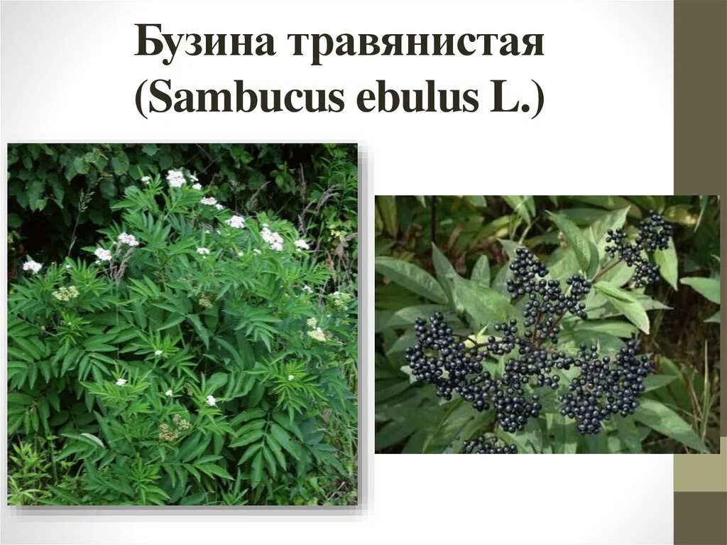 Тест бузина. Разделите эту геометрическую фигуру прямой линией на две части. Бузина травянистая sambucus ebulus l. Краткий ориентировочный тест. Съедобные дикорастущие травы.