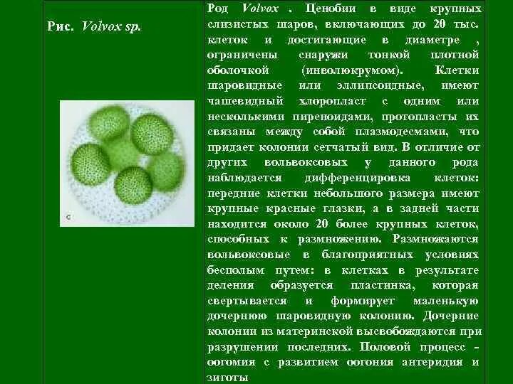 Вольвокс относится к. Вольвокс краткая характеристика. Вольвокс характеристика кратко. Вольвокс род и вид. Колониальные водоросли вольвокс.