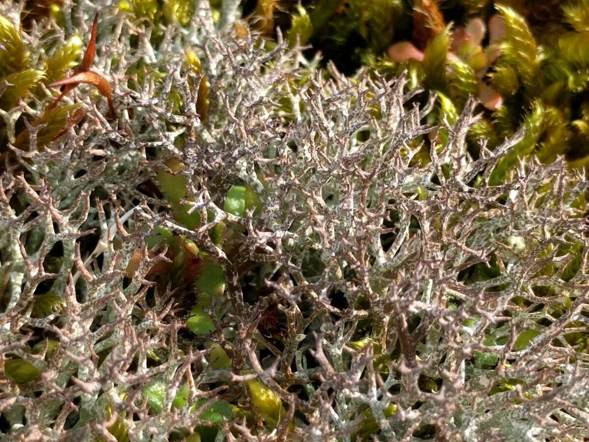 Плавающие лишайники. Кладония вильчатая. Кладония листоватая. Кладония оленерогая. Cladonia macrophylla.
