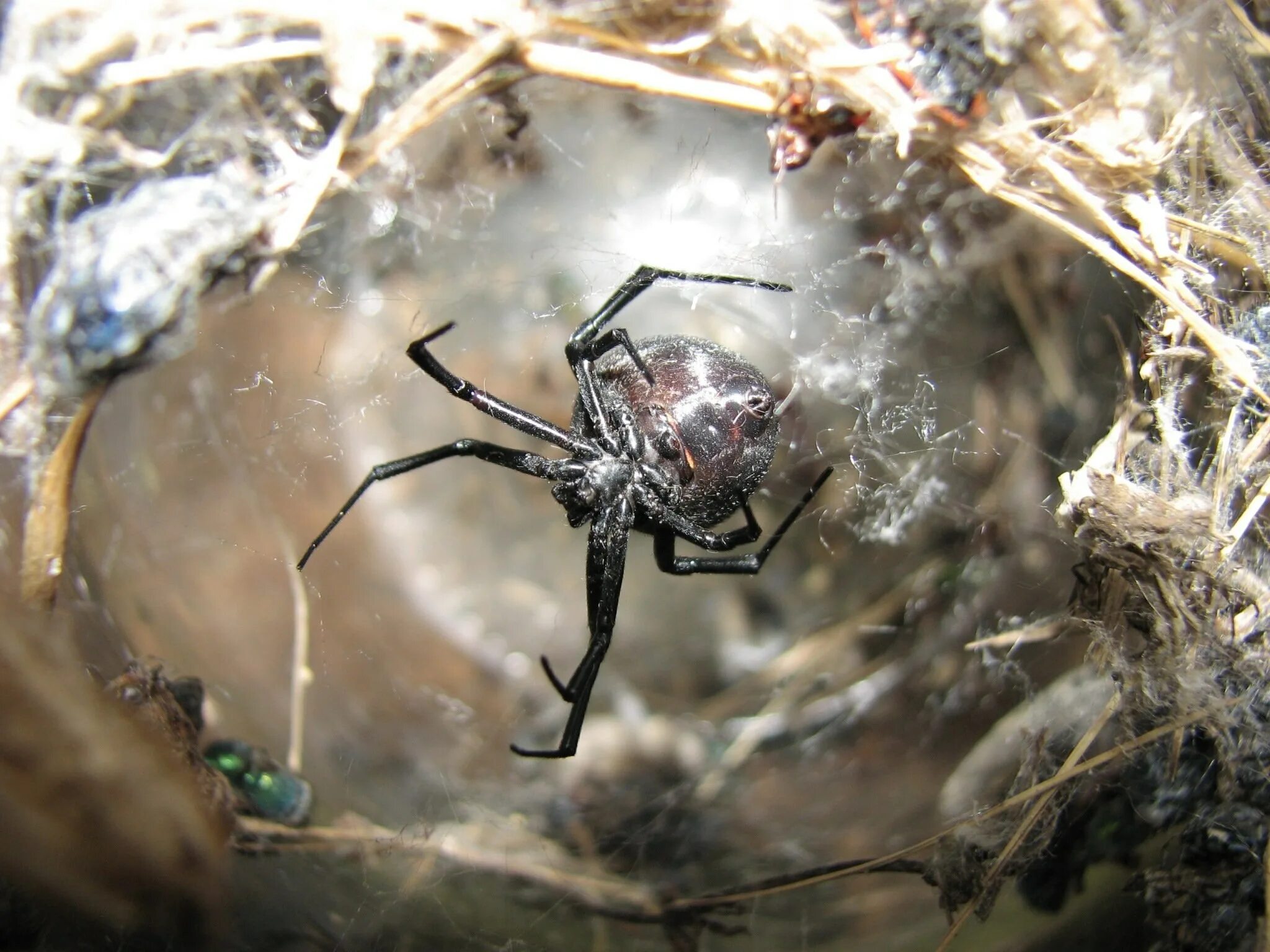 Каракурт паук. Каракурт Крымский паутина. Каракурт Тарантул. Каракурт (Latrodectus tredecimguttatus).