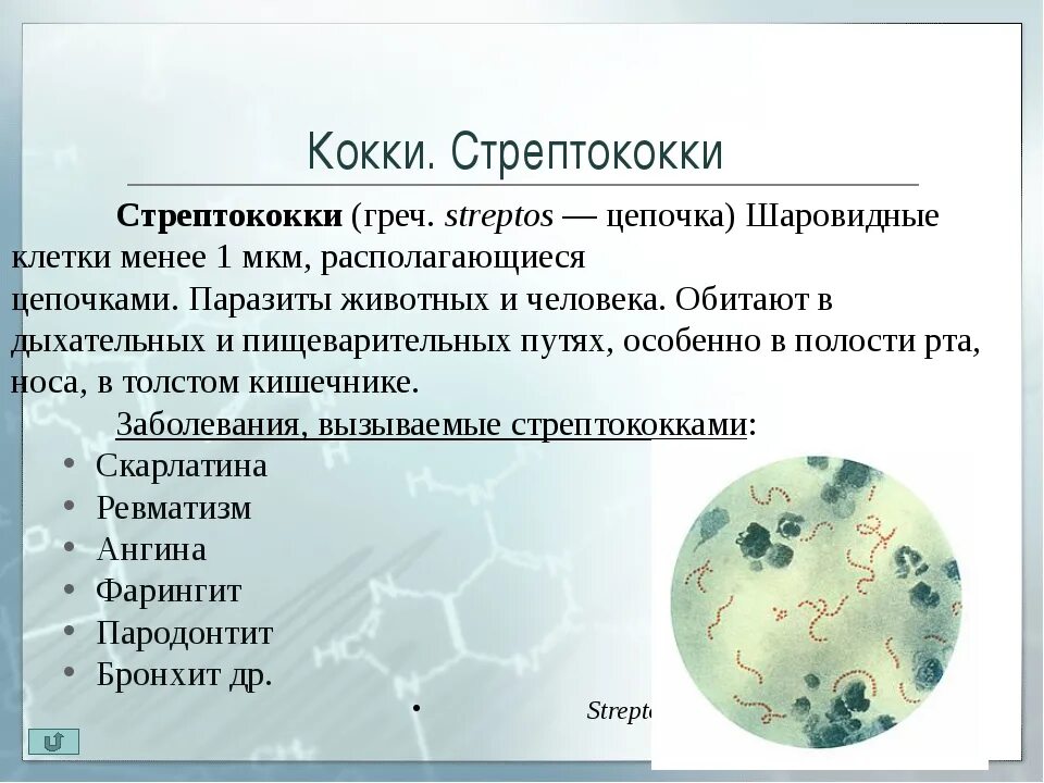 Микроорганизмы вызывающие заболевания называются. Заболевания вызываемые стафилококками микробиология. Бактерия стафилококк Тип питания. Болезнь шаровидной кокки. Бактериальная клетка стрептококки.