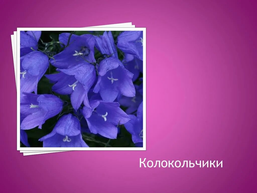 Колокольчик презентация. Колокольчик проект. Колокольчик для слайда. Слайд на тему колокольчики. Колокольчик 2 класс.