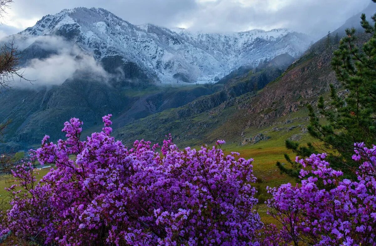 Терскол альпийские луга. Карачаево-черкесия горы архыз. Гора белуха горный алтай цветущий. Маральник рододендрон ледебура алтай. Грузия 2013.