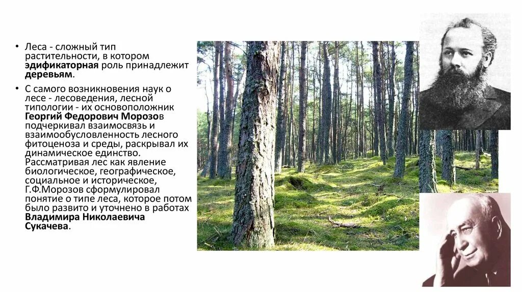 Лесной Тип растительности. Наука леса. Типы лесов Морозова. Морозов Лесоведение.