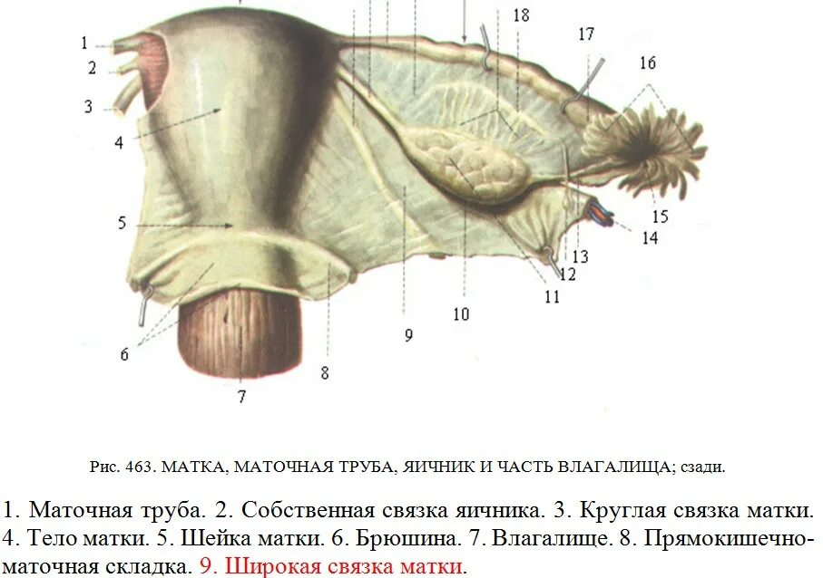 Какие связки матки. Круглая связка матки анатомия. Яичник и широкая связка матки. Широкая маточная связка. Круглая связка матки располагается.