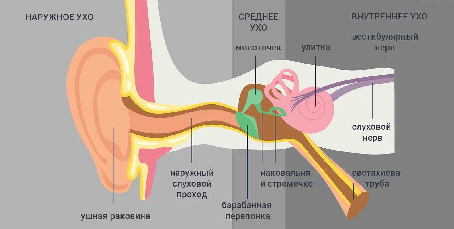 Пространство слуха