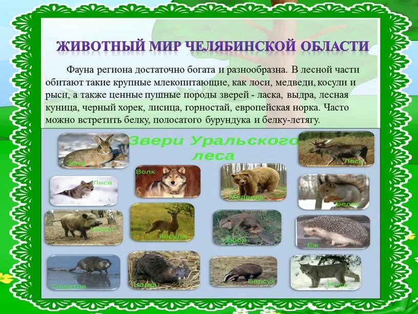 Какие животные в нашем регионе. Животные челябинскгй обл. звери челябинской области. растительный и животный мир челябинской области. дикие животные челябинской области.