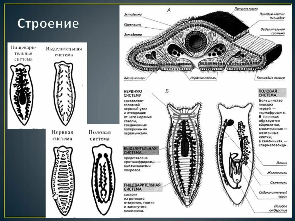 Внутреннее строение плоских. Тип плоские черви турбеллярии. Поперечный срез плоского червя. Плоские черви белая планария пищеварительная система. Поперечный срез тела планарии.