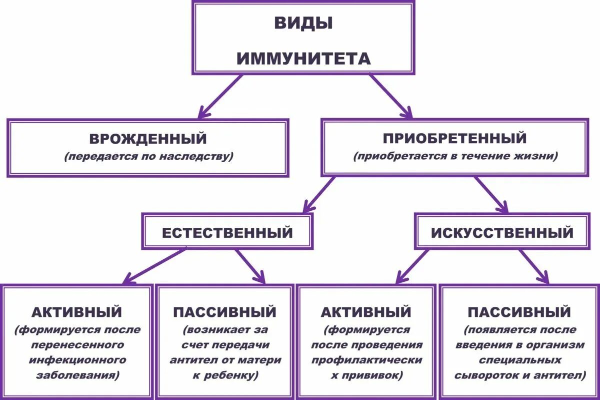 Врожденные передающиеся по наследству рефлексы. Виды иммунитета схема. Иммунитет врожденный и приобретенный схема. Виды иммунитета схема 8 класс. Классификация видов иммунитета.