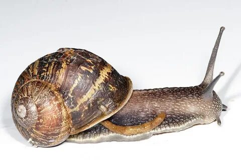Mollusca