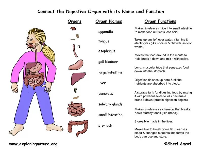 We can body. Пищеварительная система на английском. Internal Organs of the Human body for Kids. Внутренние органы на английском языке. Organs Worksheet.