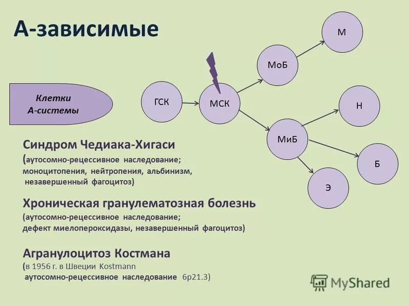 Альбинизм определяется рецессивным аутосомным геном. Альбинизм определяется рецессивным аутосомным геном