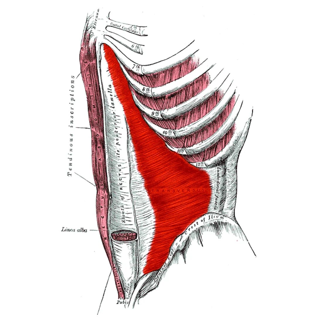 Поперечная мышца живота. Пирамидальная мышца живота. Transversus abdominis. Musculus transversus abdominis. Поперечная мышца живота анатомия.