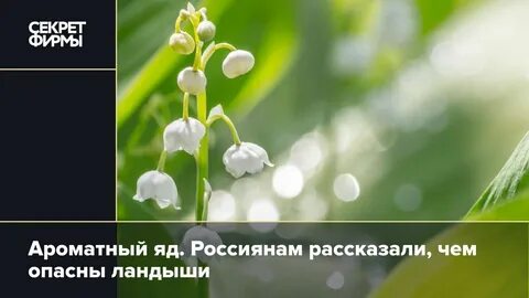 Ландыши ядовитые или нет для людей