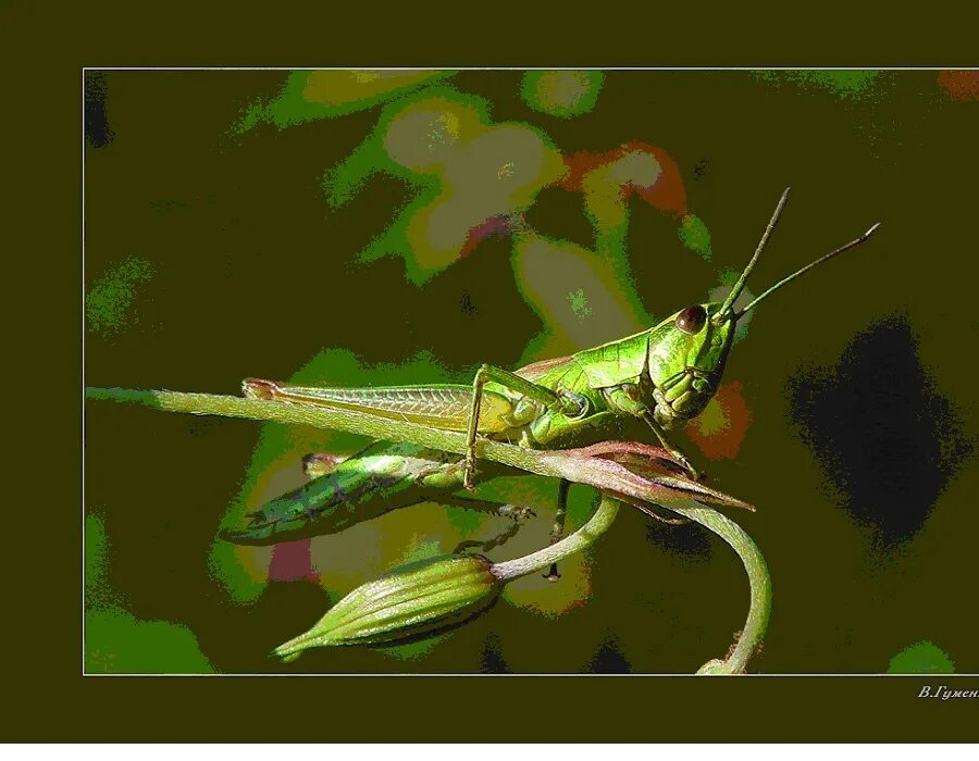 Кузнечиковые прямокрылые. Стрекочут кузнечики нестерпимый. Стрекочут кузнечики нестерпимый. Кузнечики стрекочут вечером. Кобылка кузнечик.