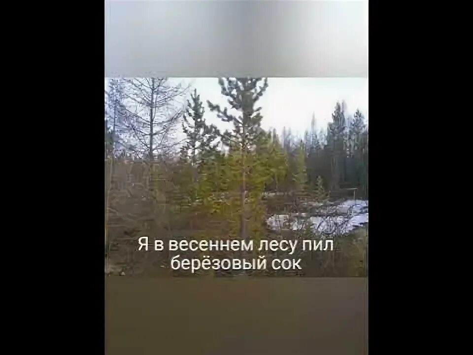 Я В весеннем лесу пил березовый сок. Я В весеннем лесу пил березовый сок на гитаре. Я В весеннем лесу пил березовый сок аккорды. Ноты к песне я в весеннем лесу пил березовый сок.