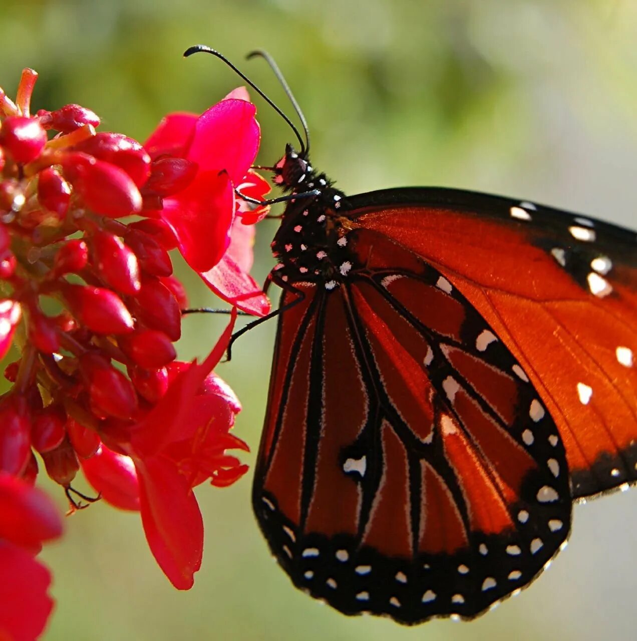 Огромные бабочки порхали. Олимпиус Инферно бабочка. Бабочка Монарх красная. Бабочка Кардинал. Данаида Монарх.