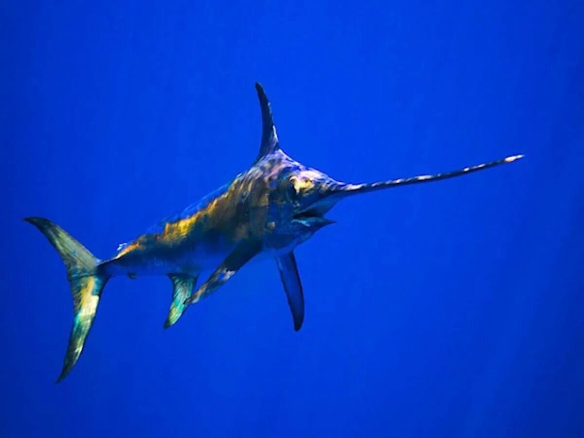 Рыба-меч. Пилоносная акула. Акула меч. Австралийский пилонос. Марлин рыба.