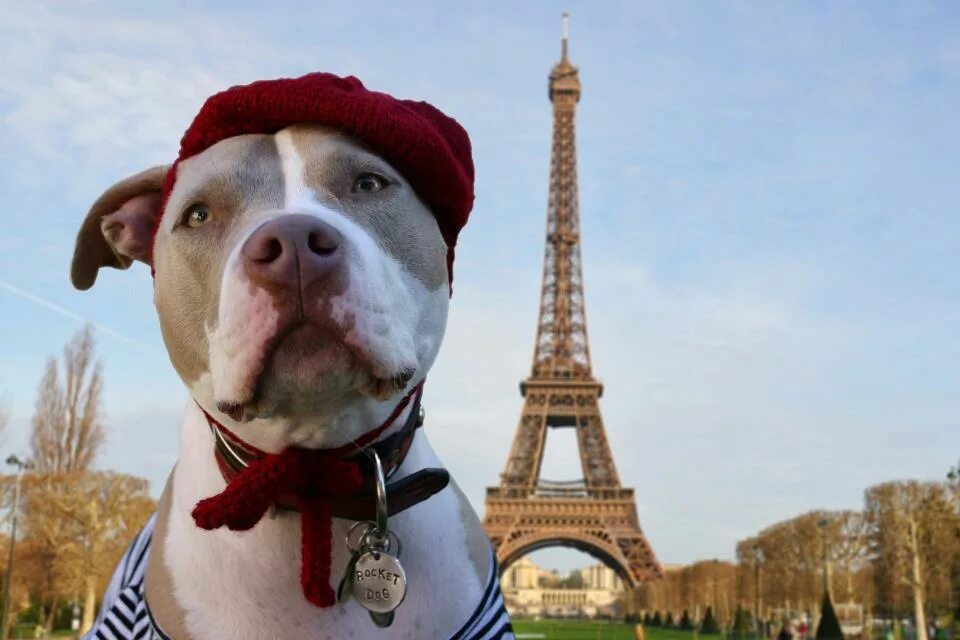 Француз определенный. Собака в Париже. Собака из Парижа. Животные Франции. Французы и животные.
