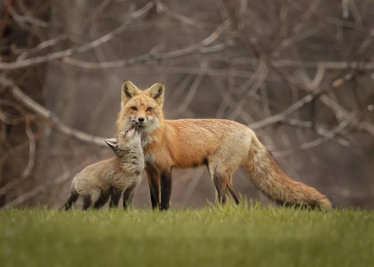 Популяция лисицы. Лиса обыкновенная. Лиса летом. Рыжая лисица Vulpes Vulpes. Лиса обыкновенная лисица.