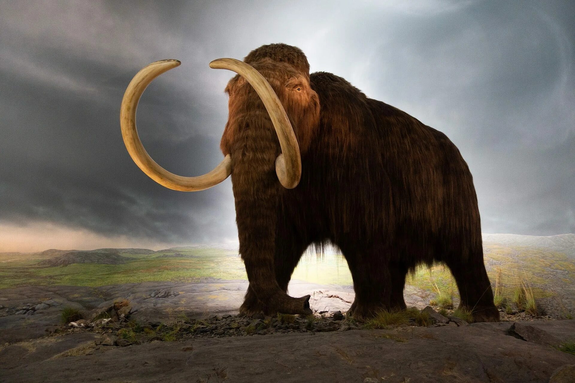 Заскамил мамонта это. Шерстистый мамонт (Mammuthus primigenius). Шерстистый мамонт (Woolly Mammoth). Заскамил мамонта. Шерстистые и колумбийские мамонты.