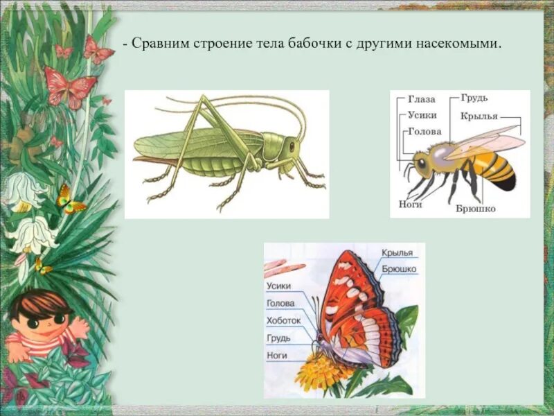 Кто такие насекомые 1. Кто такие насекомые 1 класс окружающий мир. как устроено тело бабочки. кто такие насекомые 1 класс окружающий мир презентация. презентация кто такие насекомые 1 класс школа россии окружающий мир.